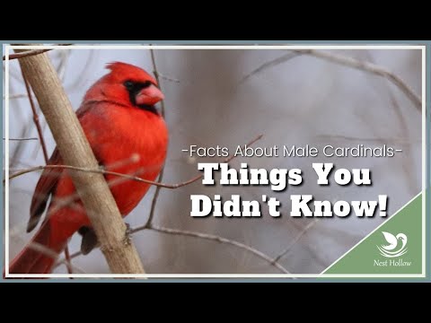 Male Cardinals - 10 Interesting Facts You Didn't Know