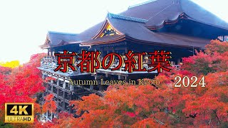 【秋の京都2024】赤く染まる京都の紅葉🍁
