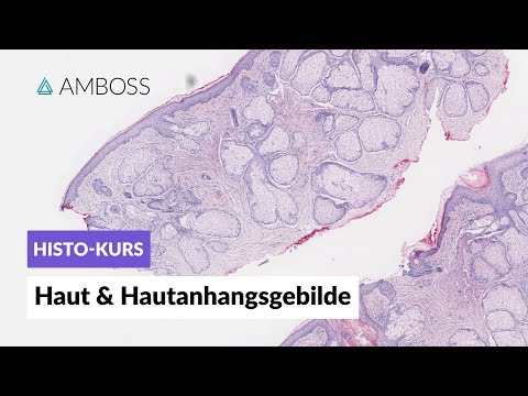 Histology of Skin & Appendages -- Microscopic Anatomy -- AMBOSS Video