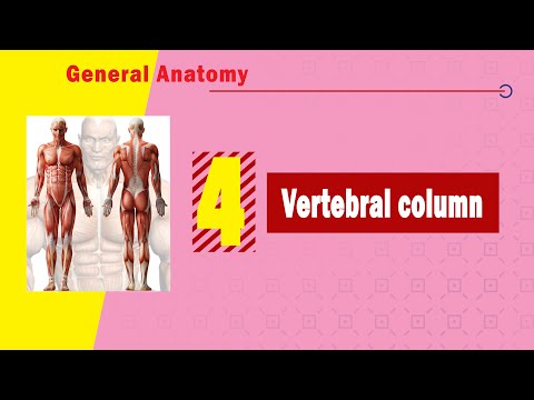 𝟎𝟒. 𝐕𝐞𝐫𝐭𝐞𝐛𝐫𝐚𝐥 𝐜𝐨𝐥𝐮𝐦𝐧 (𝐏𝐚𝐫𝐭𝐬 𝐚𝐧𝐝 𝐜𝐮𝐫𝐯𝐞𝐬) 🦴🧱🌀🧍 (العمود الفقري)