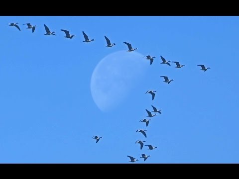 Wildgänse auf Salmorth am Niederrhein 2015 -  Impressionen von den arktischen Wildvögeln