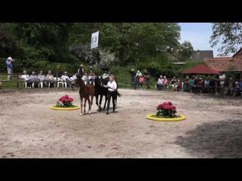 Hengstfohlen von Oliver Twist u.d. Thirica v. Enrico Caruso