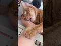Orange Cat Fighting His Last Brain Cell