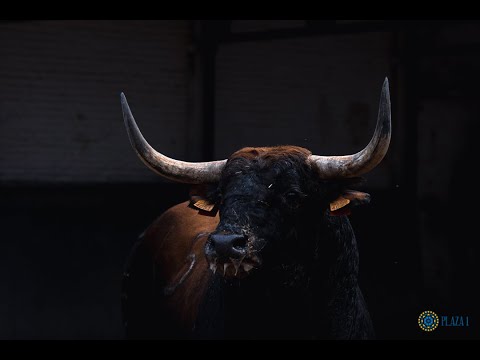 Desembarque toros Palha y Saltillo
