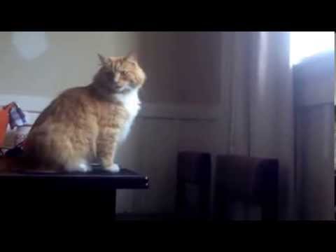 Cat Takes Leap of Faith and Fails cats