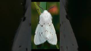 2023 moth V/s 5000 bce moth #shortvideo #viral