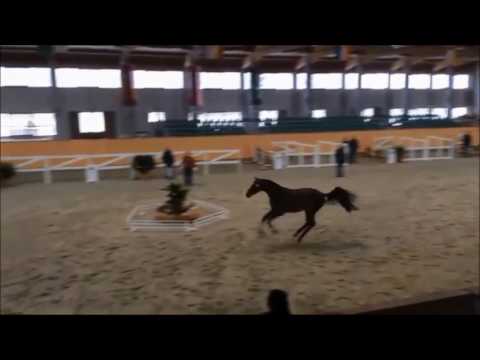 "Cazaan" - 4-year old Holstein stallion by Casall - Clarimo - Cassini I