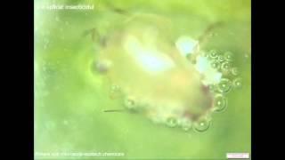 Insecticid organic - Serax - Combatere daunatori(experiment spectaculos)