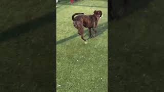 Video preview image #1 Mutt Puppy For Sale in Woodbury, NY, USA