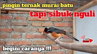 Download lagu 🛑 LIVE STREAMING how to breed magpie robins for those who are busy working mp3 Download lagu 🛑 LIVE STREAMING how to breed magpie robins for those who are busy working mp3