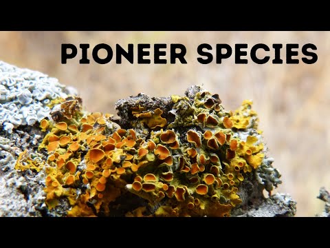 Pioneer species-Stages Primary Succession | Ecology Basics|