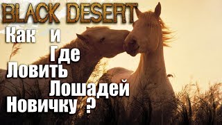 Black desert где поймать черепаху