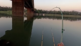 Pescaria de corvinas nos pilares da ponte do Rio turvo teve Mandi e uma surpresa na varinha de mão 
