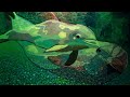 loscil ~ Diable Marin