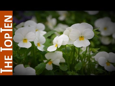 download lagu mp3 mp4 Types Of White Flowers And Their Names, download lagu Types Of White Flowers And Their Names gratis, unduh video klip Types Of White Flowers And Their Names