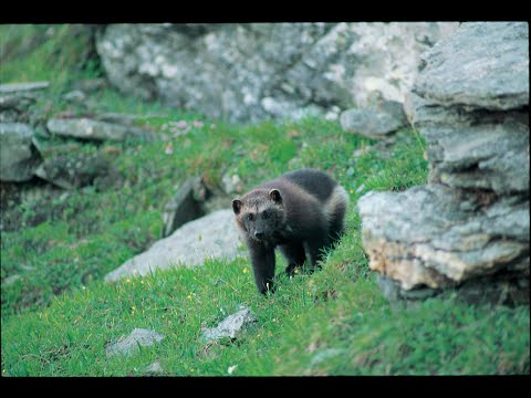 Jerv - den minste av de store rovdyrene