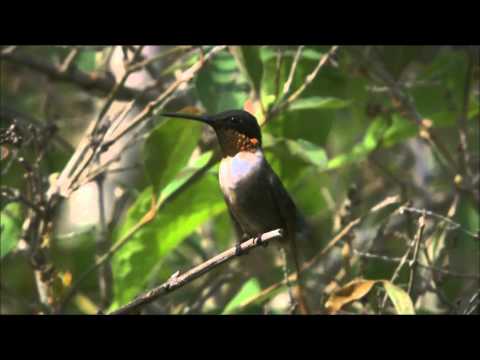 HUMMINGBIRDS-JEWELLED MESSENGERS (trailer)