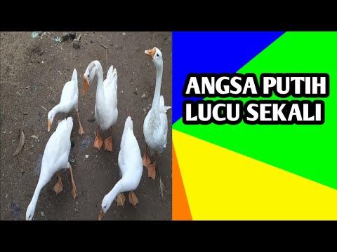 , title : 'Angsa Putih'