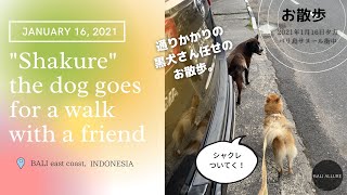 「黒犬まかせ」シャクレ犬リラさんのお散歩　サヌール街中