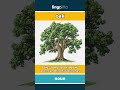 oak - a big, strong tree that gro... video thumbnail