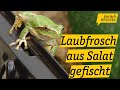 Mittelmeer Laubfrosch Reiner In Einem Supermarkt In München Entdeckt