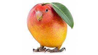 mango bird
