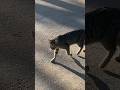 Beautiful Gray Tabby Cat Checking Me Out