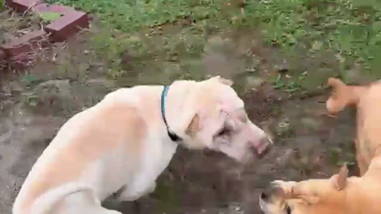 Coco, a ADOPTABLE Shar-Pei in Pembroke Pines, FL video 3/6