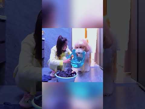 💔🐶 “مولي تُنسى… لكنها الأوفى”