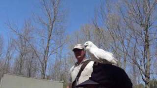Birds of Prey, Wye Marsh, Midland, Ontario
