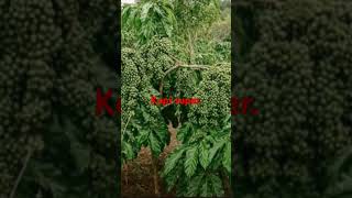 Download lagu kopi Arsyad daun keriting. mp3 Download lagu kopi Arsyad daun keriting. mp3