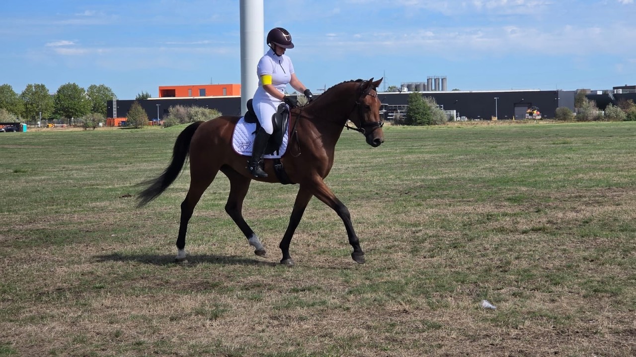 Verdi's Chilli Pepper ☆ (CHILLAX WILLI VAN'T HUKA x QUORUM DE LAUBRY) video 5