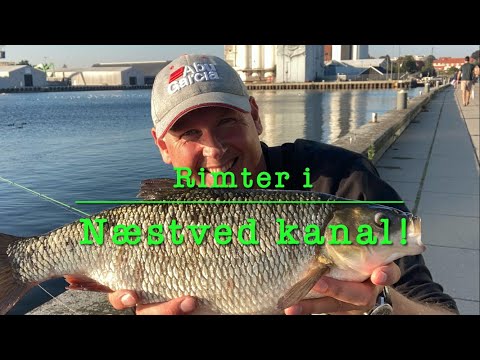 Rimter i Næstved kanal!