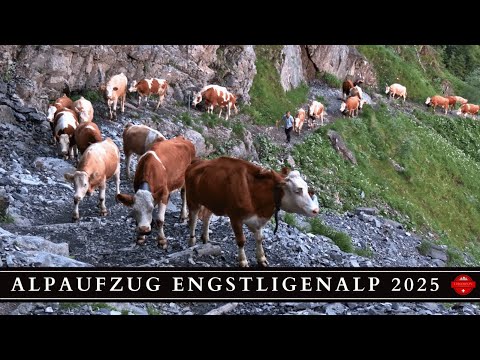 Alpine cattle drive Engstligenalp 2025 - LuegemolTV