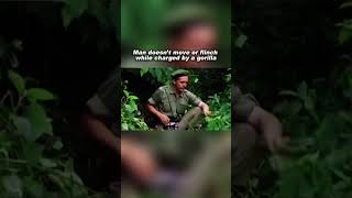 Man Gets Charged by a Gorilla