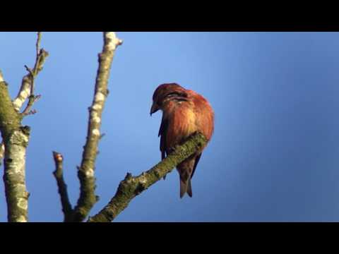 Common Crossbill Lynford 8th March 2017
