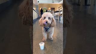 Marsik Walked Away… Then Changed His Mind 😂🐾 | MARSIK STORIES