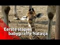 Eerste stapjes van babygiraffe Natasja