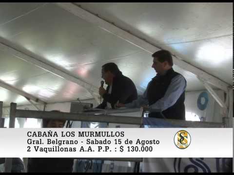 15-08-2015. Venta de Vaquillonas ,Terneras P.P. y Donantes - Cabaña Los Murmullos - Gral. Belgrano.