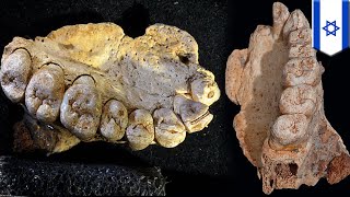 Earliest human remains outside Africa found inside Israeli cave - TomoNews
