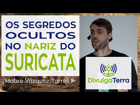 Vídeo: Os segredos ocultos no nariz do suricata