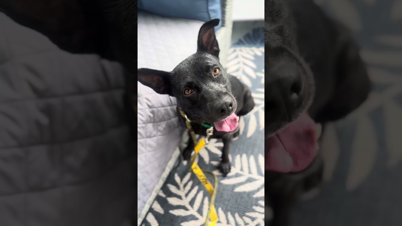 Enlarge Mae, a Adoptable Mixed Breed in Greensboro, NC video 6/6