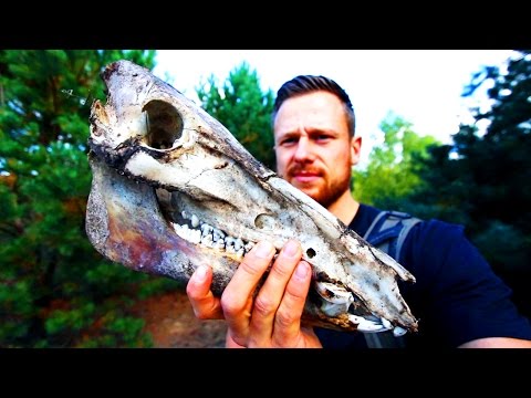ÜBERALL TOTE TIERE ! Monster im Wald? mit @FritzMeinecke  (Lost Places)