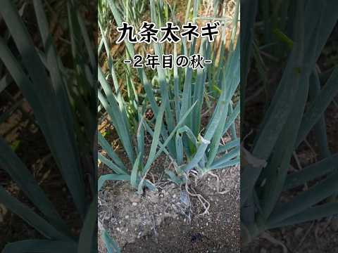 菜園の境界線か天然石か？選択してください。  庭園