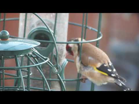 goldfinch
