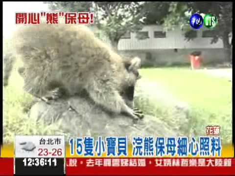 "熊"古錐! 15隻小浣熊報到