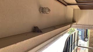 樫内利政 撮影　ネスト発見