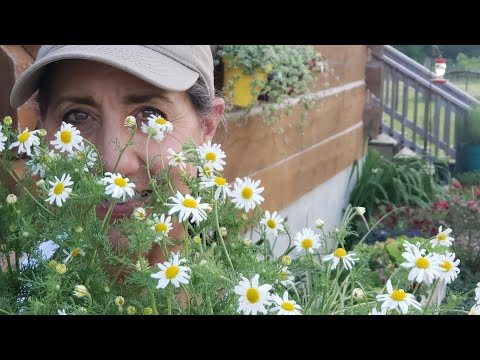 What you DIDN'T know about Chamomile! Growing | Harvesting | Uses