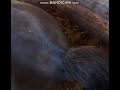 Horse Poop 3