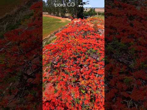 IPORÁ GOIÁS, PROJETO VISÃO AÉREA - O FLAMBOYANT #03.